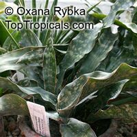 Sansevieria kirkii, Star Sansevieria, Spotted Snake Plant