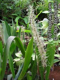 Sansevieria liberica, Sansevieria gentilis, Kaba Kara

Click to see full-size image