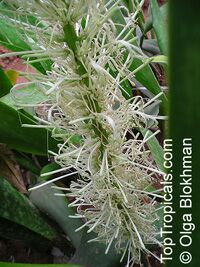 Sansevieria liberica, Sansevieria gentilis, Kaba Kara
