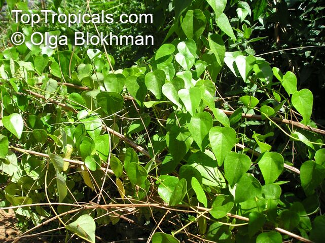 Stephania japonica , Snake Vine