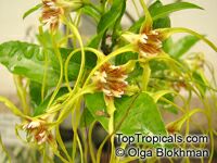 Strophanthus sp., Strophanthus

Click to see full-size image