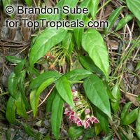 Thenardia floribunda, Petatillo

Click to see full-size image