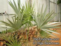 Thrinax radiata, Thrinax floridana, Florida Thatch Palm

Click to see full-size image