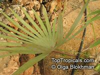 Thrinax radiata, Thrinax floridana, Florida Thatch Palm

Click to see full-size image