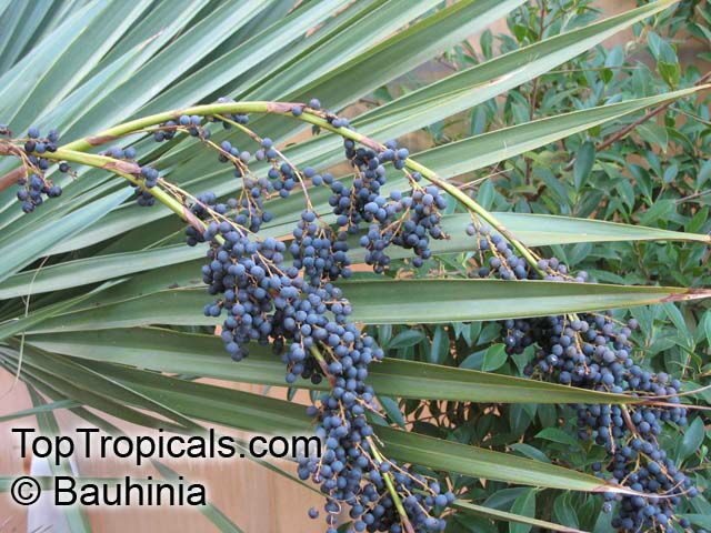 Trachycarpus fortunei, Chamaerops excelsa, Chamaerops fortunei, Trachycarpus excelsa, Chusan Palm, Chinese Windmill Palm