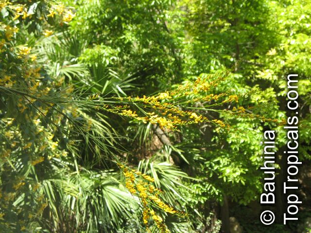 Viminaria juncea, Native Broom, Golden Spray
