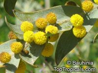Acacia glaucoptera, Clay Wattle, Queen Wattle

Click to see full-size image