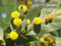 Acacia glaucoptera, Clay Wattle, Queen Wattle

Click to see full-size image
