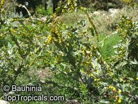 Acacia glaucoptera, Clay Wattle, Queen Wattle

Click to see full-size image