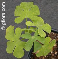 Adenia glauca, Adenia

Click to see full-size image