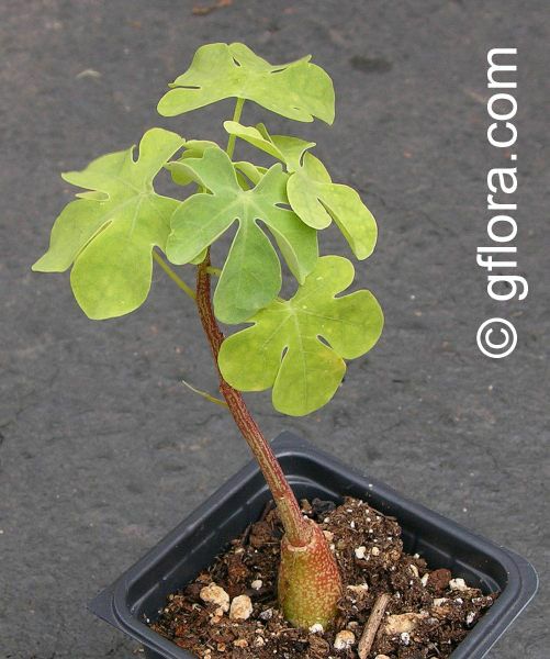 Adenia glauca, Adenia. 6 months old seedling