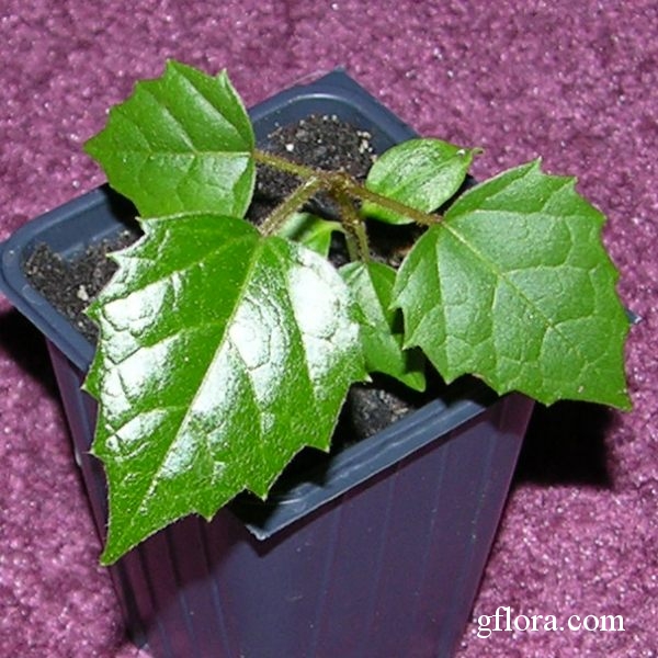 Cissus rhombifolia, Grape Ivy, Oak Leaf Ivy, Water Vine, Kangaroo Grape, Kangaroo Treebine. 4 months old seedling