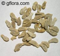 Coccinia indica, Donda, Bimbika

Click to see full-size image
