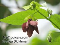 Abroma augusta , Devil Cotton

Click to see full-size image