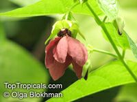 Abroma augusta , Devil Cotton

Click to see full-size image