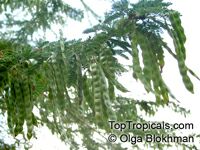 Vachellia xanthophloea, Acacia xanthophloea, Fever tree 

Click to see full-size image