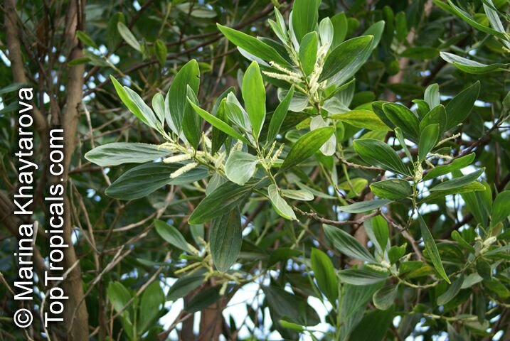 Acacia mangium, Mangium Wattle, Black Wattle, Hickory Wattle