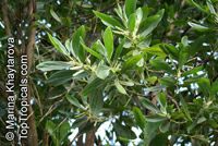 Acacia mangium, Mangium Wattle, Black Wattle, Hickory Wattle

Click to see full-size image