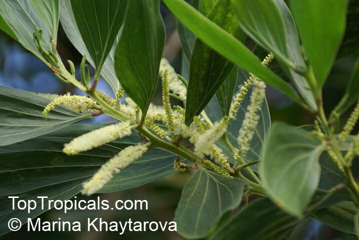 Acacia mangium, Mangium Wattle, Black Wattle, Hickory Wattle