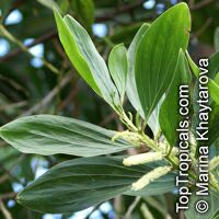 Acacia mangium, Mangium Wattle, Black Wattle, Hickory Wattle

Click to see full-size image