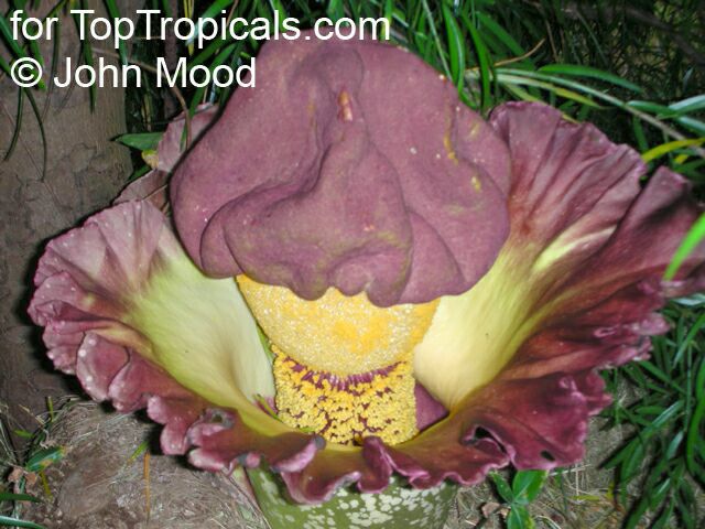 Amorphophallus paeoniifolius, Elephant Foot Yam, Whitespot Giant Arum, Voodoo Lily