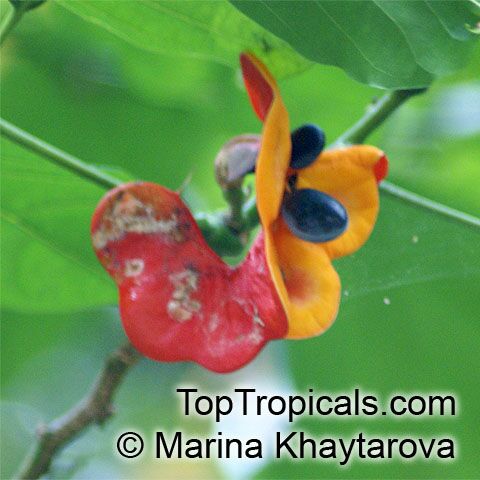 Archidendron lucyi, Scarlet Bean