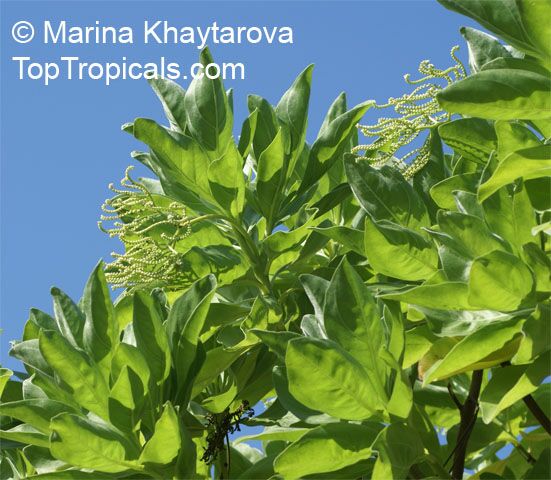 Tournefortia argentea, Argusia argentea , Octopus Bush, Tree Heliotrope, Velvetleaf Soldierbush