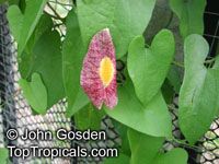 Aristolochia sp., Aristolochia

Click to see full-size image
