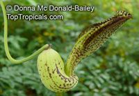 Aristolochia gilbertii, Dutchman's Pipe

Click to see full-size image