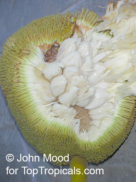 Marang Fruit Tree