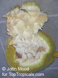 Artocarpus odoratissimus, Marang, Tarap, Green Terap

Click to see full-size image