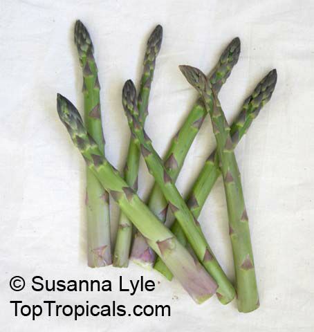 Asparagus officinalis, Garden Asparagus