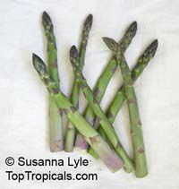 Asparagus officinalis, Garden Asparagus

Click to see full-size image
