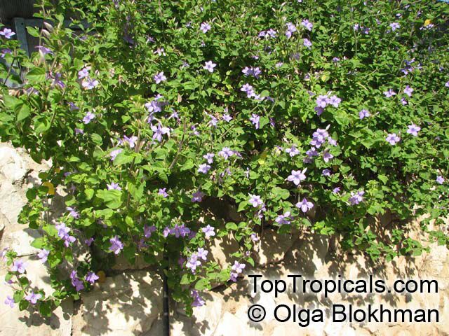 Barleria obtusa, Bush Violet