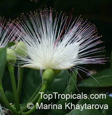 Barringtonia asiatica - Fish Poison Tree