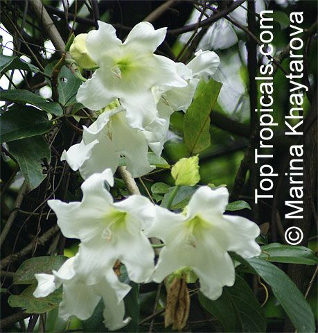 Beaumontia jerdoniana , Nepal Trumpet Flower