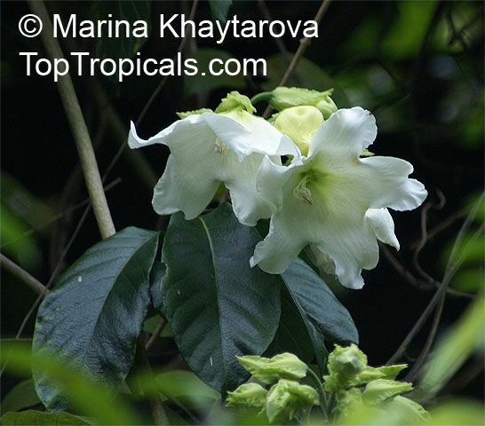 Beaumontia jerdoniana , Nepal Trumpet Flower