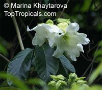 Beaumontia jerdoniana , Nepal Trumpet Flower

Click to see full-size image