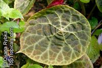Begonia sp., Begonia

Click to see full-size image