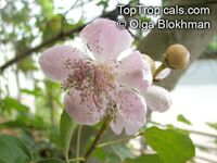 Bixa orellana, Lipstick tree, Annatto, Achiote