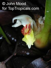 Boesenbergia sp., Chinese Ginger, Fingerroot, Kra Chai

Click to see full-size image