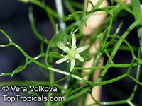Bowiea volubilis, Schizobasopsis volubilis, Climbing Onion, Sea Onion