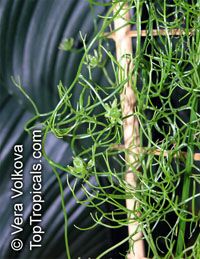 Bowiea volubilis, Schizobasopsis volubilis, Climbing Onion, Sea Onion

Click to see full-size image