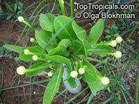 Brighamia insignis, Brighamia citrina, Olulu, Alula, Hawaiian Palm

Click to see full-size image