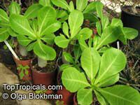 Brighamia insignis, Brighamia citrina, Olulu, Alula, Hawaiian Palm

Click to see full-size image