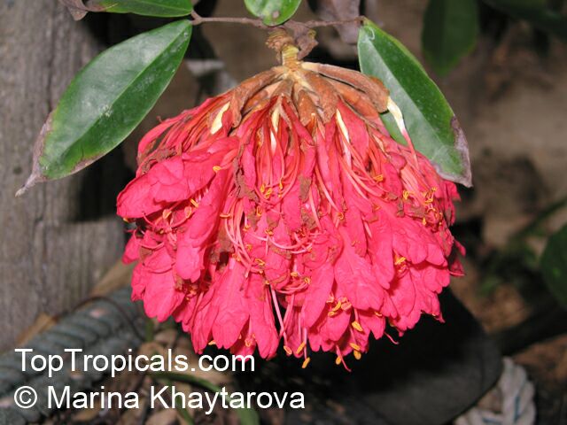 Brownea grandiceps, Rose of Venezuela, Scarlet Flame Bean