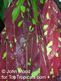 Browneopsis ucayalina , New Guinea Ghost Tree, Maroon Handkerchief

Click to see full-size image
