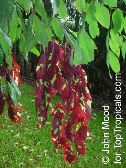 Browneopsis ucayalina , New Guinea Ghost Tree, Maroon Handkerchief