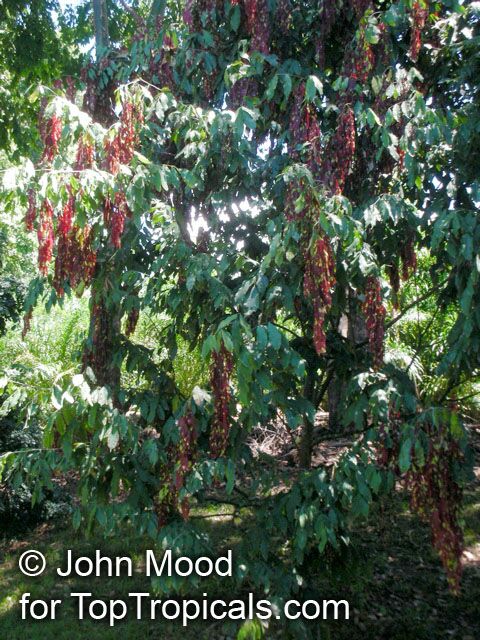 Browneopsis ucayalina , New Guinea Ghost Tree, Maroon Handkerchief