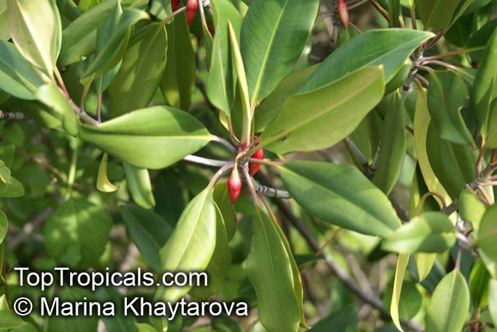 Bruguiera gymnorrhiza , Burma Mangrove, Black Mangrove 
